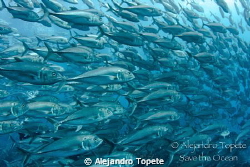School of Jacks in the Wall, Wolf Island Galapagos
Canon... by Alejandro Topete 